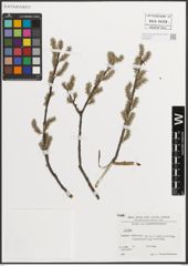 Foto von Salix L.